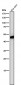 Anti-Flotillin 2 FLOT2 Rabbit Monoclonal Antibody